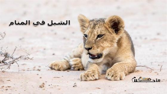 الشبل في المنام