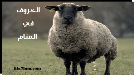 تفسير حلم الخروف في المنام