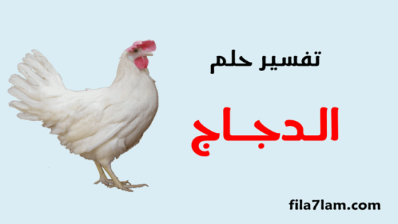 تفسير حلم الدجاج في المنام ومعني الدجاج المذبوح