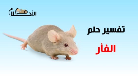 تفسير حلم الفأر