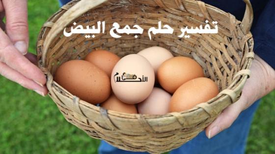 تفسير حلم جمع البيض من تحت الدجاج