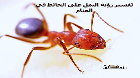 تفسير رؤية النمل على الحائط في المنام