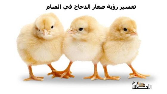 تفسير رؤية صغار الدجاج في المنام