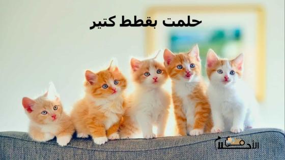 حلمت بقطط كتير