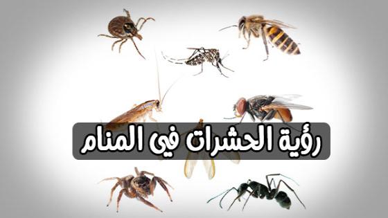 رؤية الحشرات في المنام