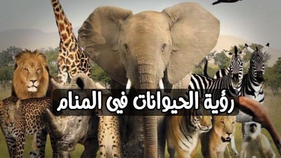 رؤية الحيوانات في المنام