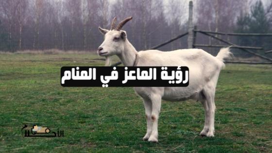 رؤية الماعز في المنام