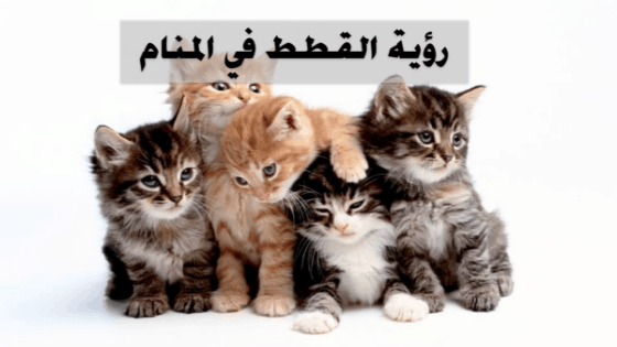 رؤية القطط في المنام للعزباء والمتزوجة والحامل