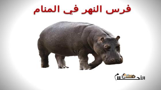 فرس النهر في المنام